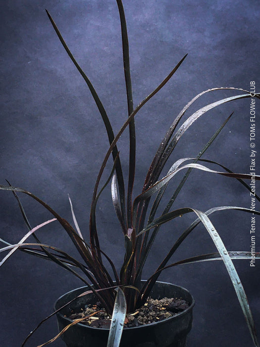 Phormium Tenax Black Rage, Phormium Rainbow Sunrise, Phormium Maori Sunrise, Clump-forming perennial, hardy New Zealand Flax, organically grown tropical plants for sale at TOMs FLOWer CLUB
