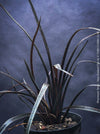 Phormium Tenax Black Rage, Phormium Rainbow Sunrise, Phormium Maori Sunrise, Clump-forming perennial, hardy New Zealand Flax, organically grown tropical plants for sale at TOMs FLOWer CLUB