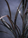 Phormium Tenax Black Rage, Phormium Rainbow Sunrise, Phormium Maori Sunrise, Clump-forming perennial, hardy New Zealand Flax, organically grown tropical plants for sale at TOMs FLOWer CLUB