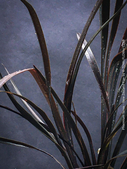 Phormium Tenax Black Rage, Phormium Rainbow Sunrise, Phormium Maori Sunrise, Clump-forming perennial, hardy New Zealand Flax, organically grown tropical plants for sale at TOMs FLOWer CLUB