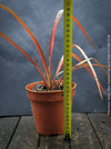 Phormium Tenax Evening Glow, Phormium Maori Sunrise, Clump-forming perennial, hardy New Zealand Flax, organically grown tropical plants for sale at TOMs FLOWer CLUB