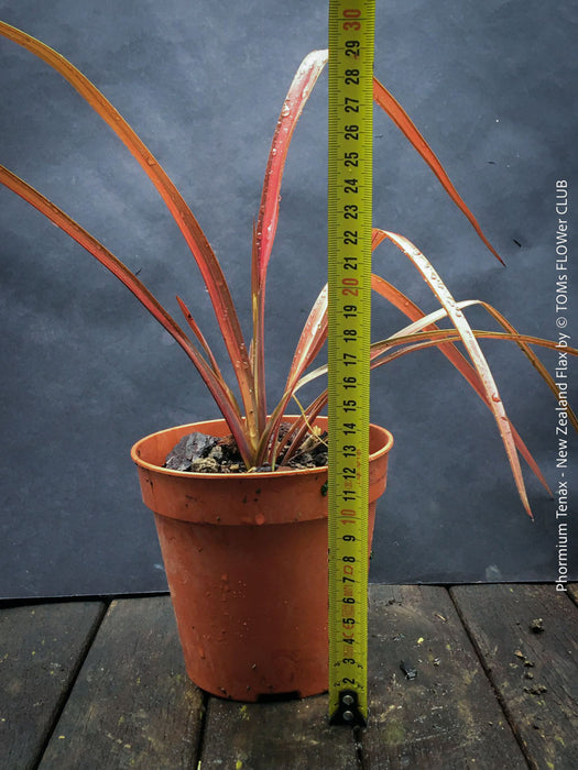 Phormium Tenax Evening Glow, Phormium Maori Sunrise, Clump-forming perennial, hardy New Zealand Flax, organically grown tropical plants for sale at TOMs FLOWer CLUB
