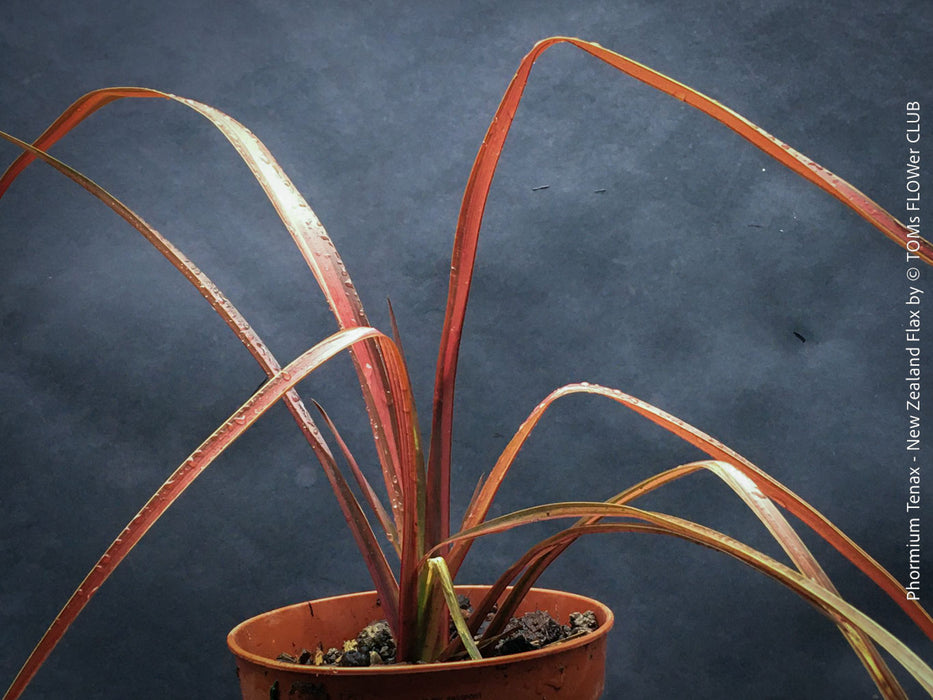 Phormium Tenax Evening Glow, Phormium Maori Sunrise, Clump-forming perennial, hardy New Zealand Flax, organically grown tropical plants for sale at TOMs FLOWer CLUB