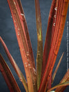 Phormium Tenax Evening Glow, Phormium Maori Sunrise, Clump-forming perennial, hardy New Zealand Flax, organically grown tropical plants for sale at TOMs FLOWer CLUB