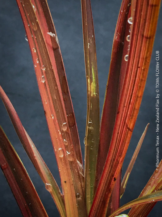 Phormium Tenax Evening Glow, Phormium Maori Sunrise, Clump-forming perennial, hardy New Zealand Flax, organically grown tropical plants for sale at TOMs FLOWer CLUB