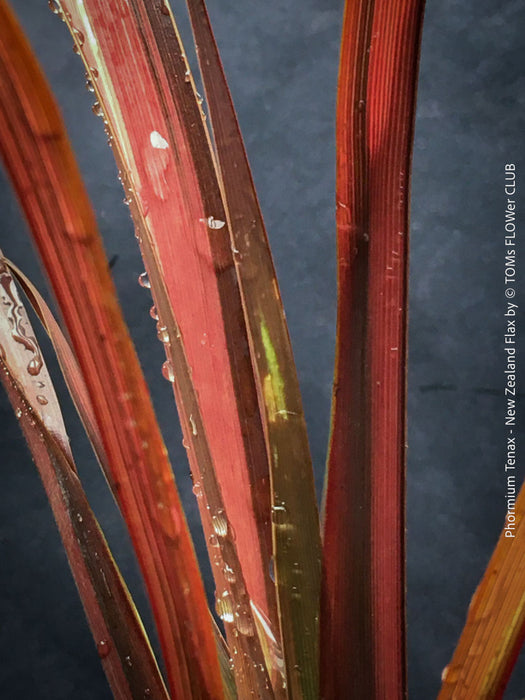 Phormium Tenax Evening Glow, Phormium Maori Sunrise, Clump-forming perennial, hardy New Zealand Flax, organically grown tropical plants for sale at TOMs FLOWer CLUB