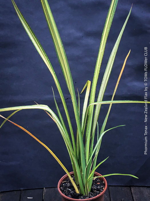 Phormium Tenax Variegata, Phormium Maori Sunrise, Clump-forming perennial, hardy New Zealand Flax, organically grown tropical plants for sale at TOMs FLOWer CLUB