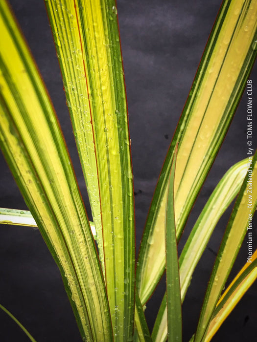 Phormium Tenax Variegata, Phormium Maori Sunrise, Clump-forming perennial, hardy New Zealand Flax, organically grown tropical plants for sale at TOMs FLOWer CLUB