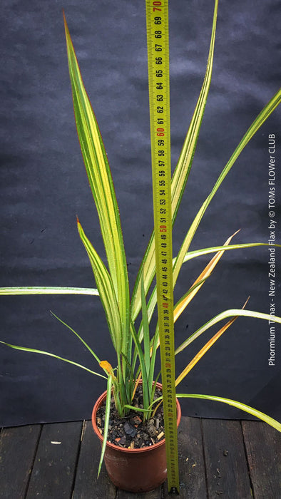 Phormium Tenax Variegata, Phormium Maori Sunrise, Clump-forming perennial, hardy New Zealand Flax, organically grown tropical plants for sale at TOMs FLOWer CLUB