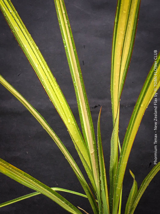 Phormium Tenax Variegata, Phormium Maori Sunrise, Clump-forming perennial, hardy New Zealand Flax, organically grown tropical plants for sale at TOMs FLOWer CLUB
