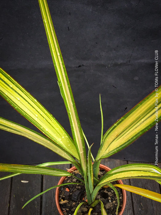 Phormium Tenax Variegata, Phormium Maori Sunrise, Clump-forming perennial, hardy New Zealand Flax, organically grown tropical plants for sale at TOMs FLOWer CLUB