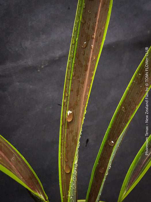 Phormium Tenax Tom Thumb, Phormium Maori Sunrise, Clump-forming perennial, hardy New Zealand Flax, organically grown tropical plants for sale at TOMs FLOWer CLUB