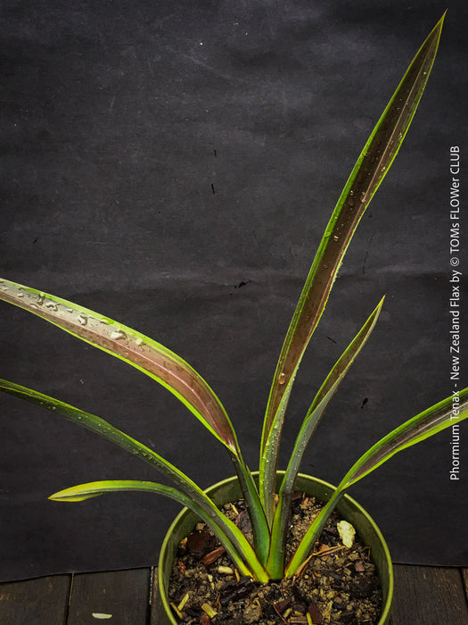 Phormium Tenax Tom Thumb, Phormium Maori Sunrise, Clump-forming perennial, hardy New Zealand Flax, organically grown tropical plants for sale at TOMs FLOWer CLUB
