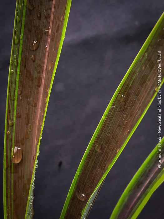 Phormium Rainbow Sunrise, Phormium Maori Sunrise, Clump-forming perennial, hardy New Zealand Flax, organically grown tropical plants for sale at TOMs FLOWer CLUB