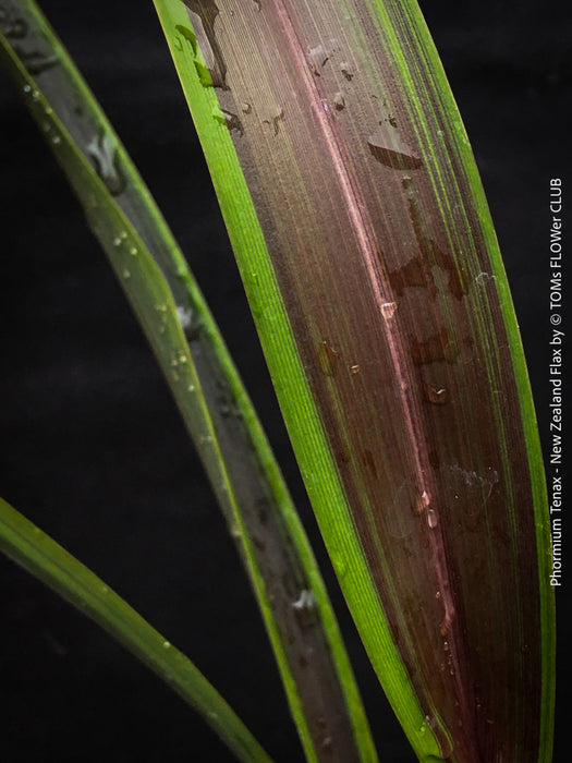 Phormium Tenax Tom Thumb, Phormium Maori Sunrise, Clump-forming perennial, hardy New Zealand Flax, organically grown tropical plants for sale at TOMs FLOWer CLUB