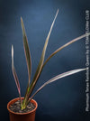 Phormium Tenax Rainbow Queen, Phormium Rainbow Sunrise, Phormium Maori Sunrise, Clump-forming perennial, hardy New Zealand Flax, organically grown tropical plants for sale at TOMs FLOWer CLUB