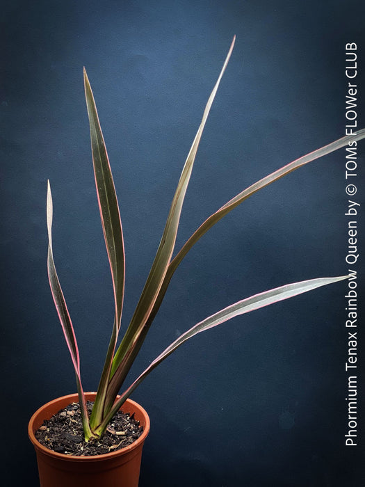 Phormium Tenax Rainbow Queen, Phormium Rainbow Sunrise, Phormium Maori Sunrise, Clump-forming perennial, hardy New Zealand Flax, organically grown tropical plants for sale at TOMs FLOWer CLUB