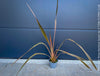 Phormium Rainbow Sunrise, Phormium Maori Sunrise, Clump-forming perennial, hardy New Zealand Flax, organically grown tropical plants for sale at TOMs FLOWer CLUB