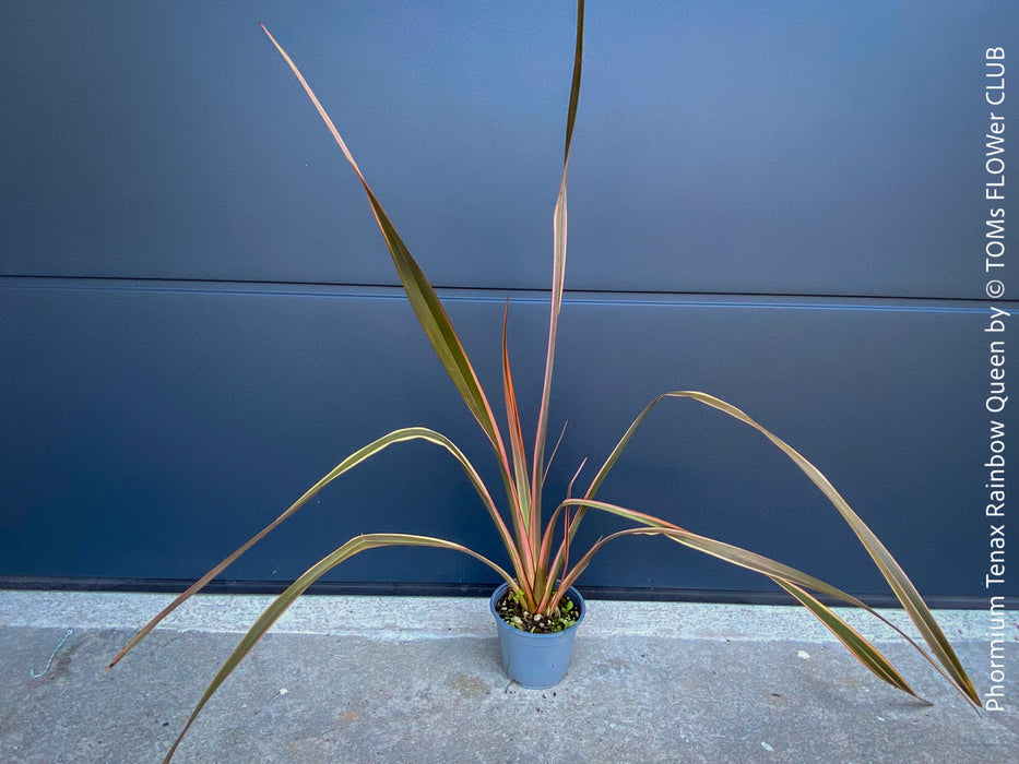 Phormium Rainbow Sunrise, Phormium Maori Sunrise, Clump-forming perennial, hardy New Zealand Flax, organically grown tropical plants for sale at TOMs FLOWer CLUB