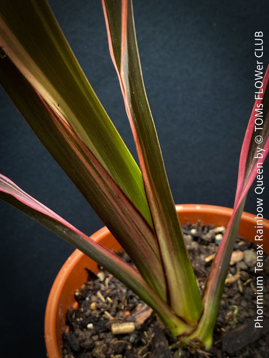 Phormium Tenax Rainbow Queen, Phormium Rainbow Sunrise, Phormium Maori Sunrise, Clump-forming perennial, hardy New Zealand Flax, organically grown tropical plants for sale at TOMs FLOWer CLUB