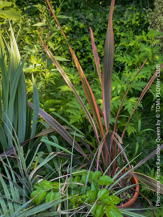 Phormium Rainbow Sunrise, Phormium Maori Sunrise, Clump-forming perennial, hardy New Zealand Flax, organically grown tropical plants for sale at TOMs FLOWer CLUB