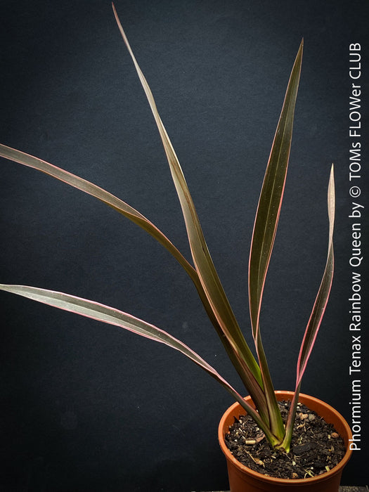 Phormium Tenax Rainbow Queen, Phormium Rainbow Sunrise, Phormium Maori Sunrise, Clump-forming perennial, hardy New Zealand Flax, organically grown tropical plants for sale at TOMs FLOWer CLUB