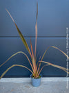 Phormium Rainbow Sunrise, Phormium Maori Sunrise, Clump-forming perennial, hardy New Zealand Flax, organically grown tropical plants for sale at TOMs FLOWer CLUB