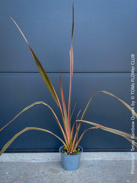 Phormium Rainbow Sunrise, Phormium Maori Sunrise, Clump-forming perennial, hardy New Zealand Flax, organically grown tropical plants for sale at TOMs FLOWer CLUB