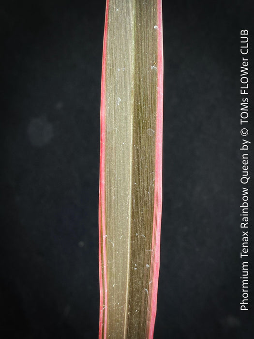 Phormium Tenax Rainbow Queen, Phormium Rainbow Sunrise, Phormium Maori Sunrise, Clump-forming perennial, hardy New Zealand Flax, organically grown tropical plants for sale at TOMs FLOWer CLUB