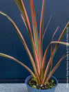 Phormium Rainbow Sunrise, Phormium Maori Sunrise, Clump-forming perennial, hardy New Zealand Flax, organically grown tropical plants for sale at TOMs FLOWer CLUB