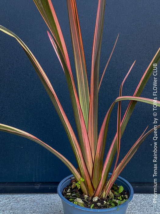 Phormium Rainbow Sunrise, Phormium Maori Sunrise, Clump-forming perennial, hardy New Zealand Flax, organically grown tropical plants for sale at TOMs FLOWer CLUB