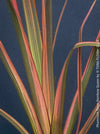 Phormium Rainbow Sunrise, Phormium Maori Sunrise, Clump-forming perennial, hardy New Zealand Flax, organically grown tropical plants for sale at TOMs FLOWer CLUB