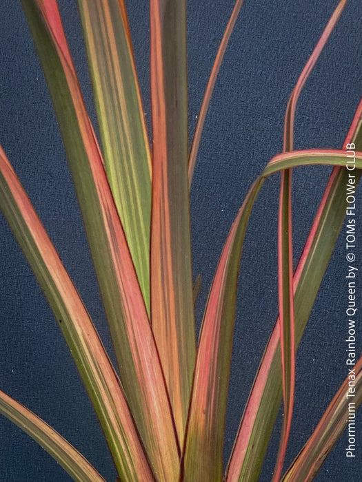 Phormium Rainbow Sunrise, Phormium Maori Sunrise, Clump-forming perennial, hardy New Zealand Flax, organically grown tropical plants for sale at TOMs FLOWer CLUB