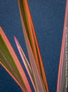 Phormium Rainbow Sunrise, Phormium Maori Sunrise, Clump-forming perennial, hardy New Zealand Flax, organically grown tropical plants for sale at TOMs FLOWer CLUB