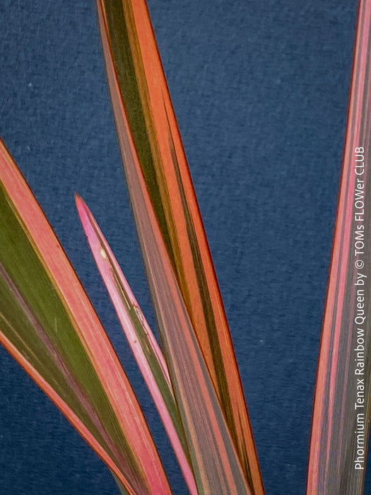 Phormium Rainbow Sunrise, Phormium Maori Sunrise, Clump-forming perennial, hardy New Zealand Flax, organically grown tropical plants for sale at TOMs FLOWer CLUB