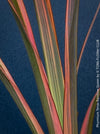 Phormium Rainbow Sunrise, Phormium Maori Sunrise, Clump-forming perennial, hardy New Zealand Flax, organically grown tropical plants for sale at TOMs FLOWer CLUB