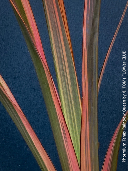 Phormium Rainbow Sunrise, Phormium Maori Sunrise, Clump-forming perennial, hardy New Zealand Flax, organically grown tropical plants for sale at TOMs FLOWer CLUB