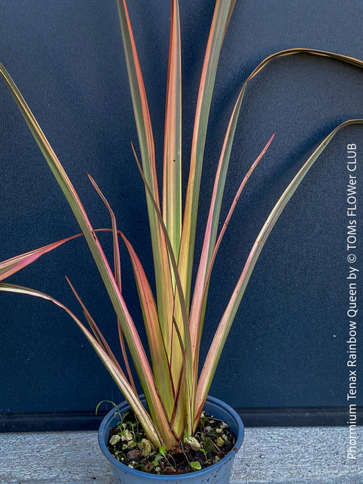 Phormium Rainbow Sunrise, Phormium Maori Sunrise, Clump-forming perennial, hardy New Zealand Flax, organically grown tropical plants for sale at TOMs FLOWer CLUB