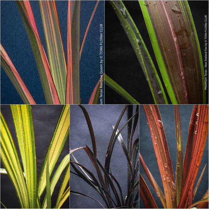 Phormium Tenax, Phormium Maori Sunrise, Clump-forming perennial, hardy New Zealand Flax, organically grown tropical plants for sale at TOMs FLOWer CLUB