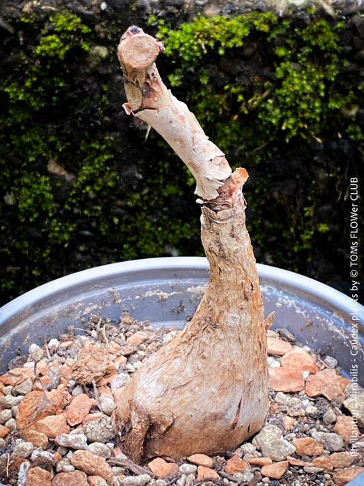 Phyllanthus Mirabilis, organically grown caudex plants for sale at TOMs FLOWer CLUB.