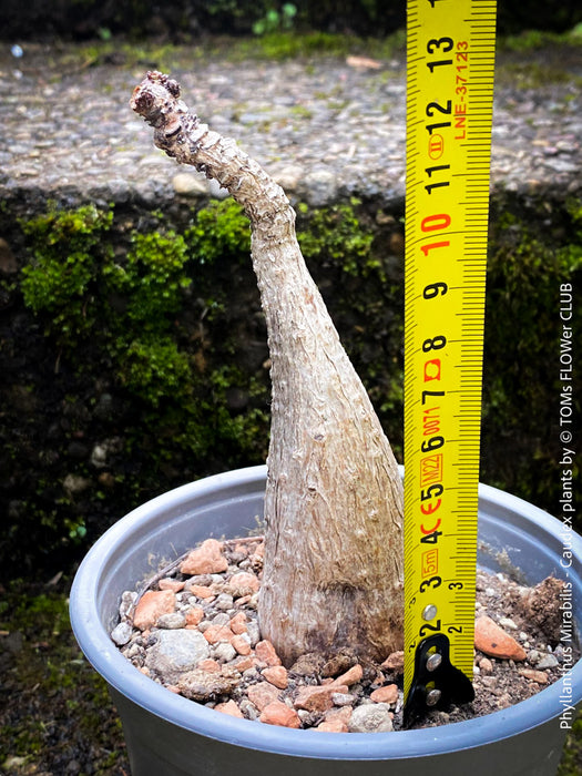 Phyllanthus Mirabilis, organically grown caudex plants for sale at TOMs FLOWer CLUB.