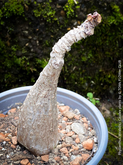 Phyllanthus Mirabilis, organically grown caudex plants for sale at TOMs FLOWer CLUB.