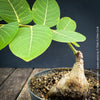 Phyllanthus Mirabilis, organically grown caudex plants for sale at TOMs FLOWer CLUB.