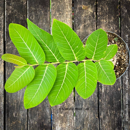 Phyllanthus Mirabilis, organically grown caudex plants for sale at TOMs FLOWer CLUB.