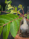 Phyllanthus Mirabilis, organically grown caudex plants for sale at TOMs FLOWer CLUB.