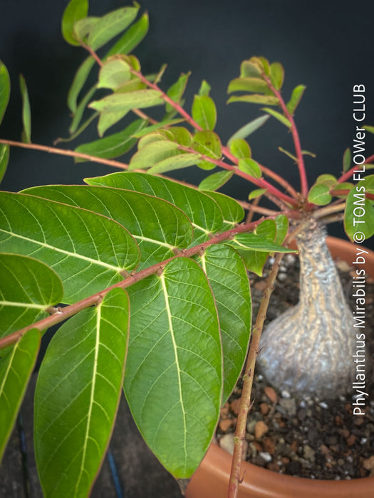 Phyllanthus Mirabilis, organically grown caudex plants for sale at TOMs FLOWer CLUB.