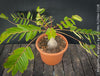 Phyllanthus Mirabilis, organically grown caudex plants for sale at TOMs FLOWer CLUB.
