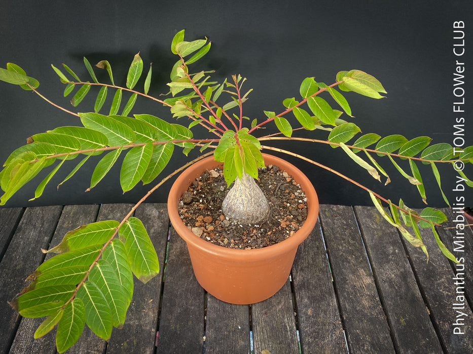 Phyllanthus Mirabilis, organically grown caudex plants for sale at TOMs FLOWer CLUB.