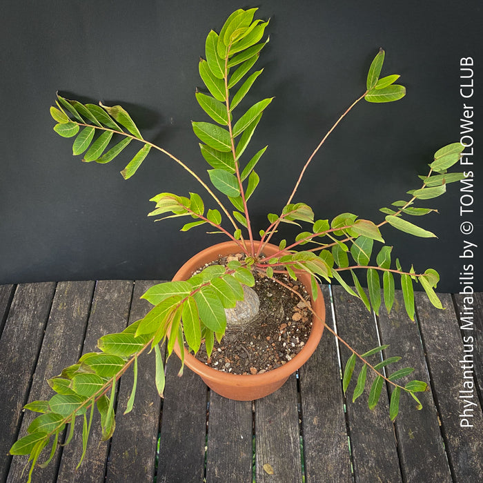 Phyllanthus Mirabilis, organically grown caudex plants for sale at TOMs FLOWer CLUB.