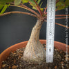 Phyllanthus Mirabilis, organically grown caudex plants for sale at TOMs FLOWer CLUB.